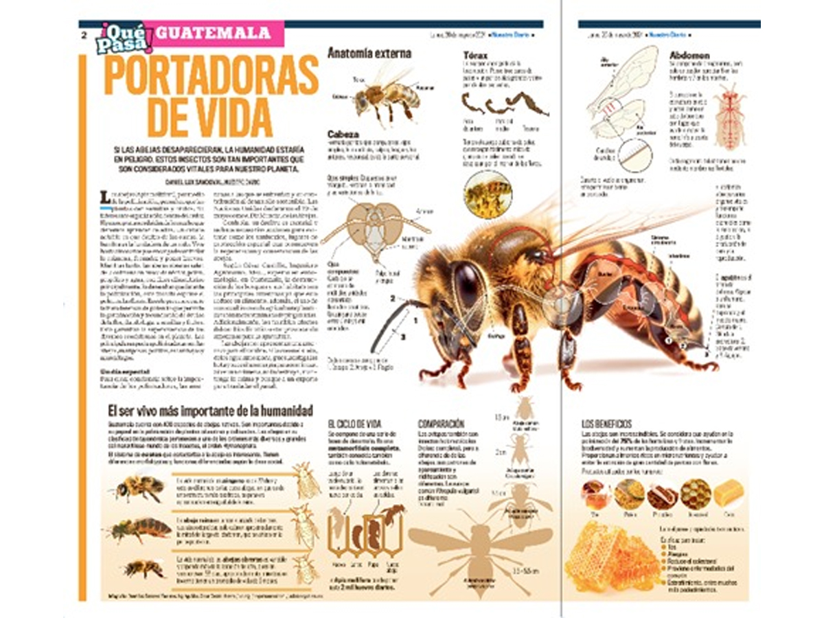 Las Abejas Portadoras de Vida