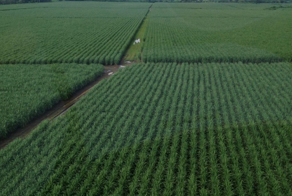 consultoría agronómica en el cultivo de caña de azúcar y otros cultivos