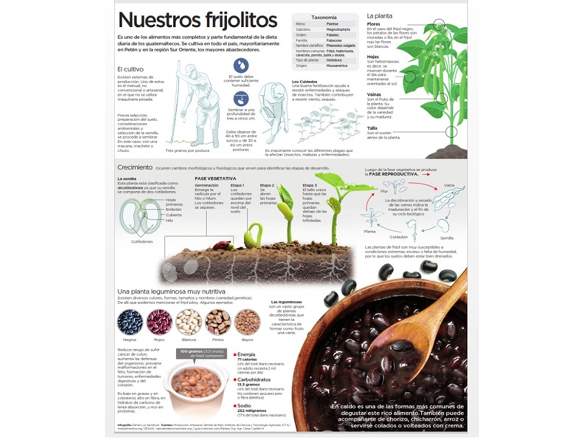 Nuestros Frijolitos